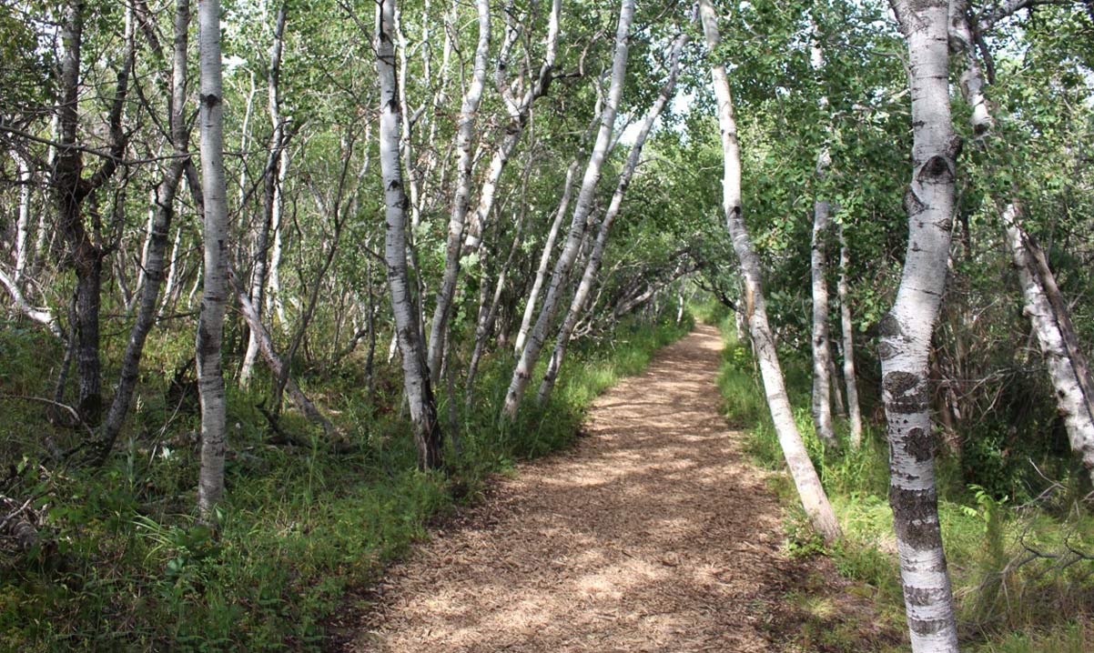 Assiniboine Forest Trails